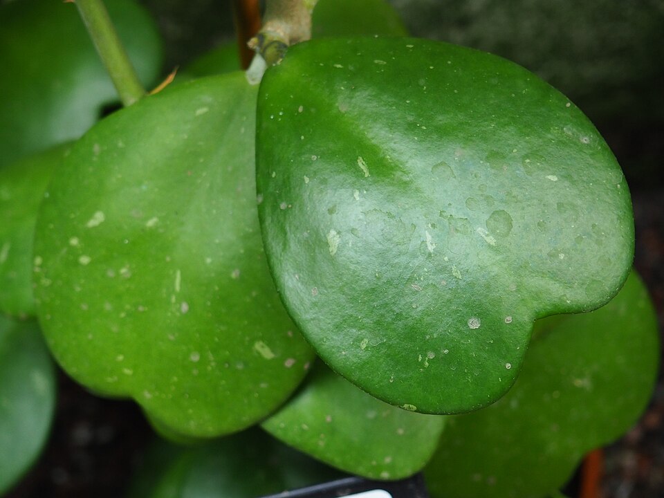 Hoya kerrii (Sweetheart Hoya) (alternate view 10)