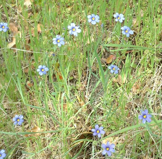 Sisyrinchium bellum (western blue-eyed grass)