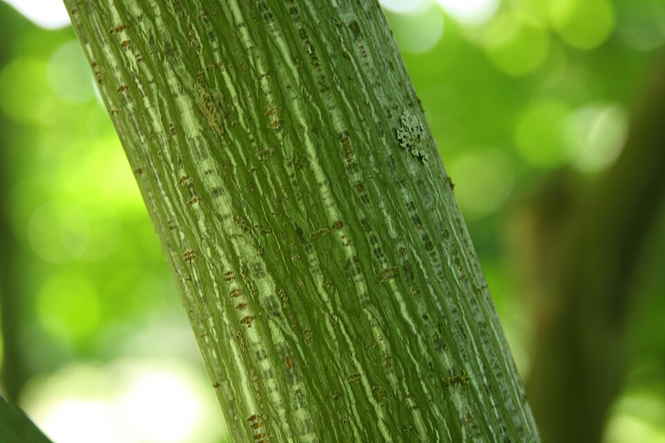 Acer tegmentosum (Manchurian Striped Maple)