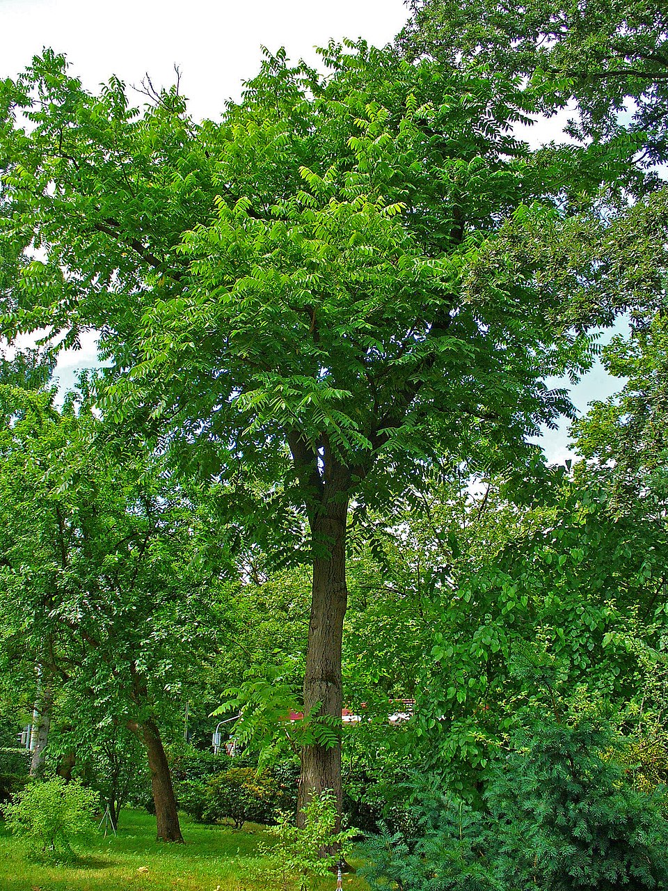 Juglans cinerea (Butternut) (alternate view 6)