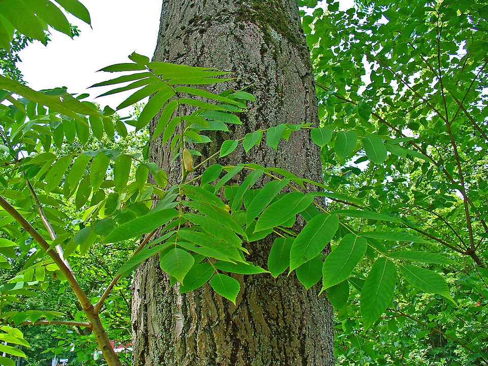 Juglans cinerea (Butternut) (alternate view 7)