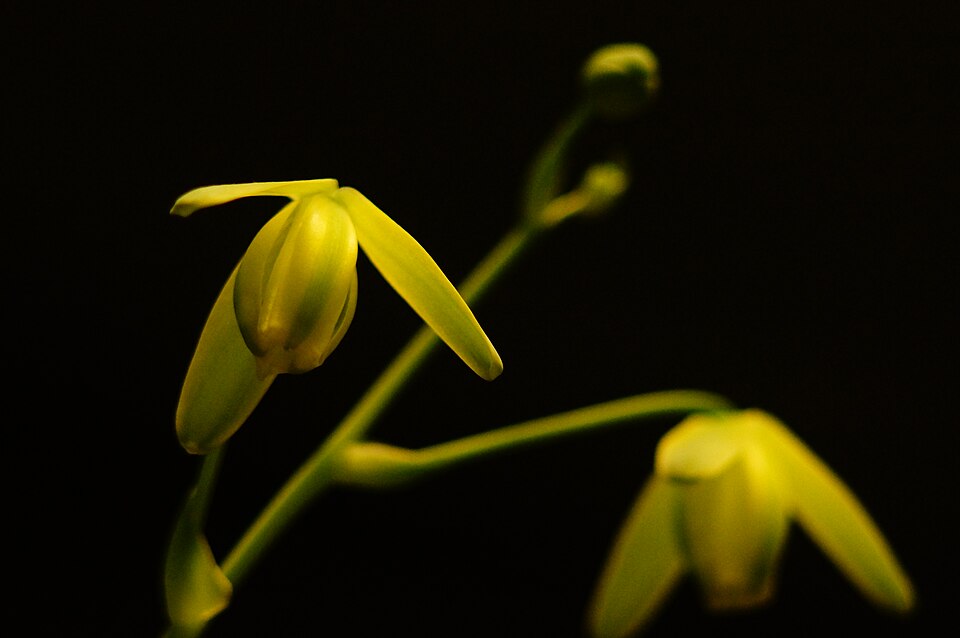 Albuca (Slimelilies) (alternate view 2)