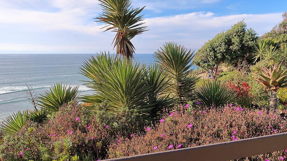 Lampranthus (dewplants) (alternate view 4)