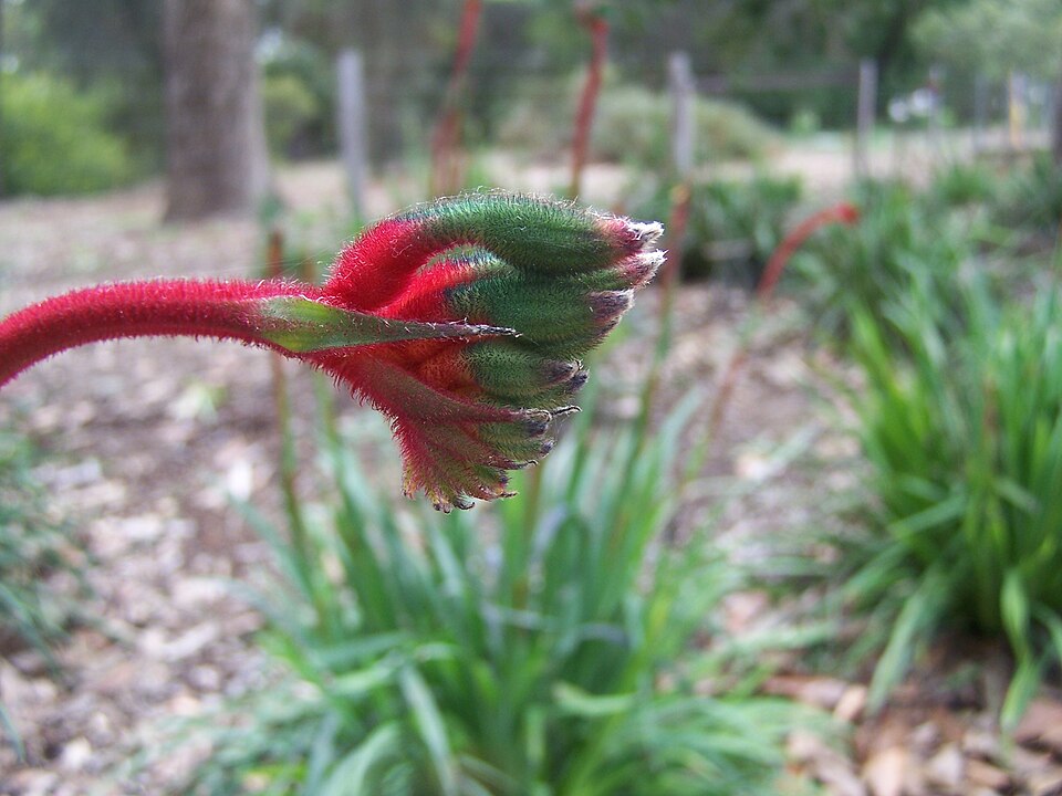 Anigozanthos (Kangaroo paws)