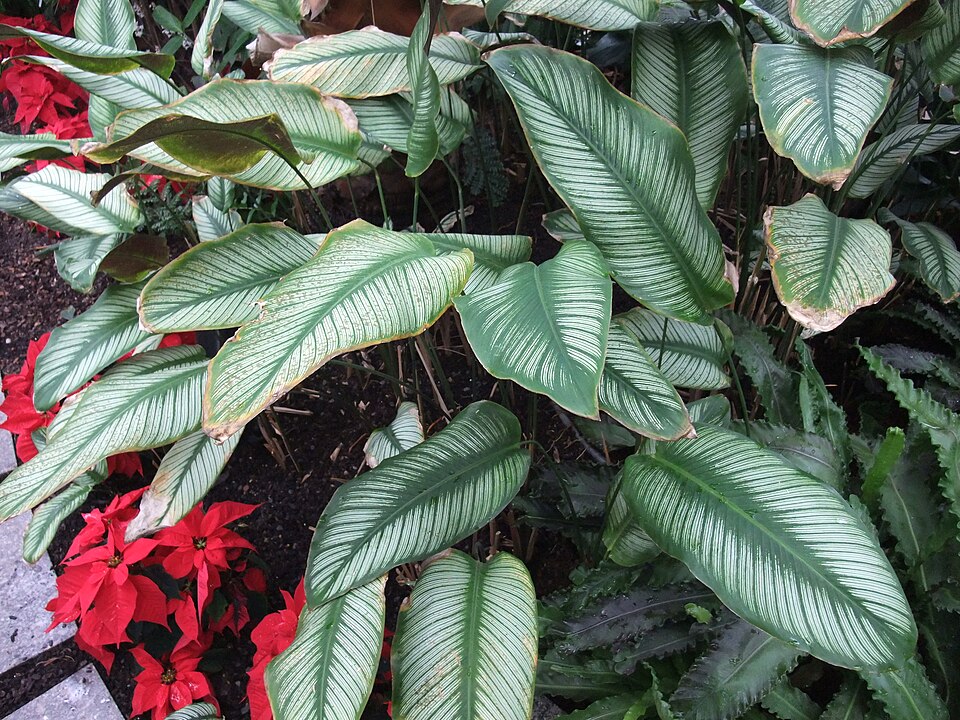 Goeppertia ornata (Pinstripe Calathea)