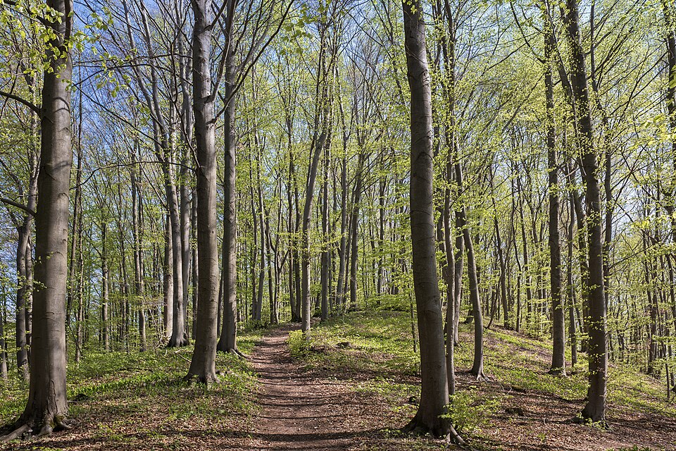 Fagus (beeches) (alternate view 4)