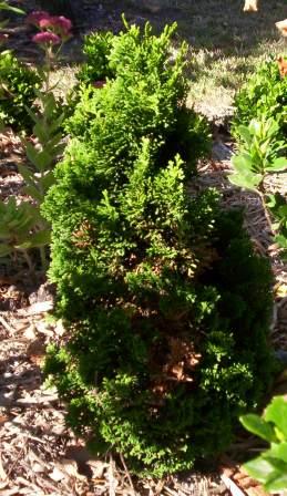 Chamaecyparis obtusa 'Nana Gracilis' (Dwarf Hinoki Cypress) (alternate view 3)