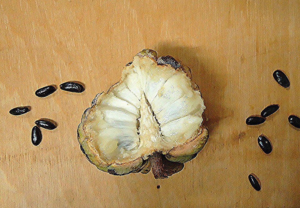 Annona (custard apples)