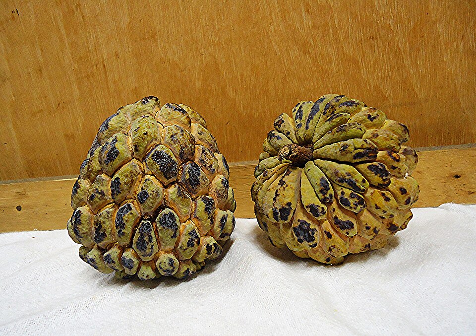 Annona (custard apples) (alternate view 2)