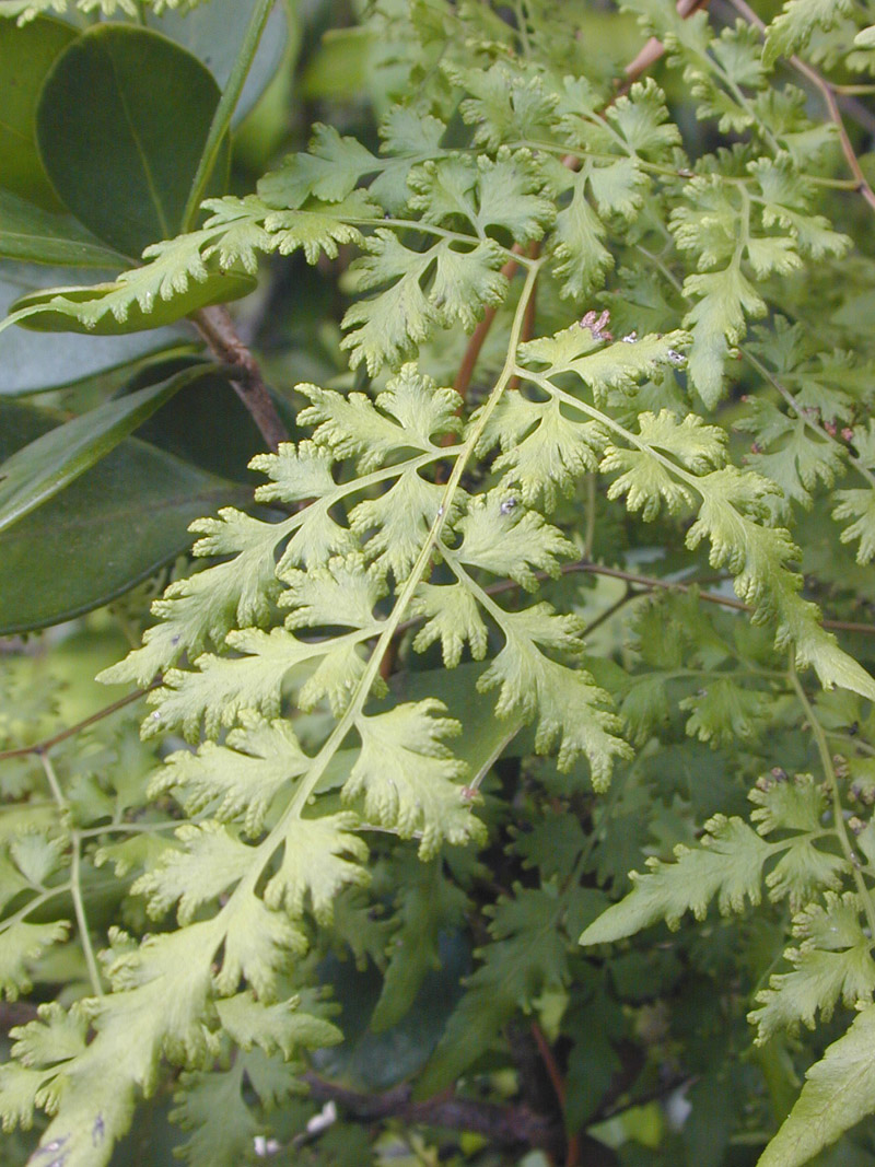 Lygodium japonicum (Japanese climbing fern)