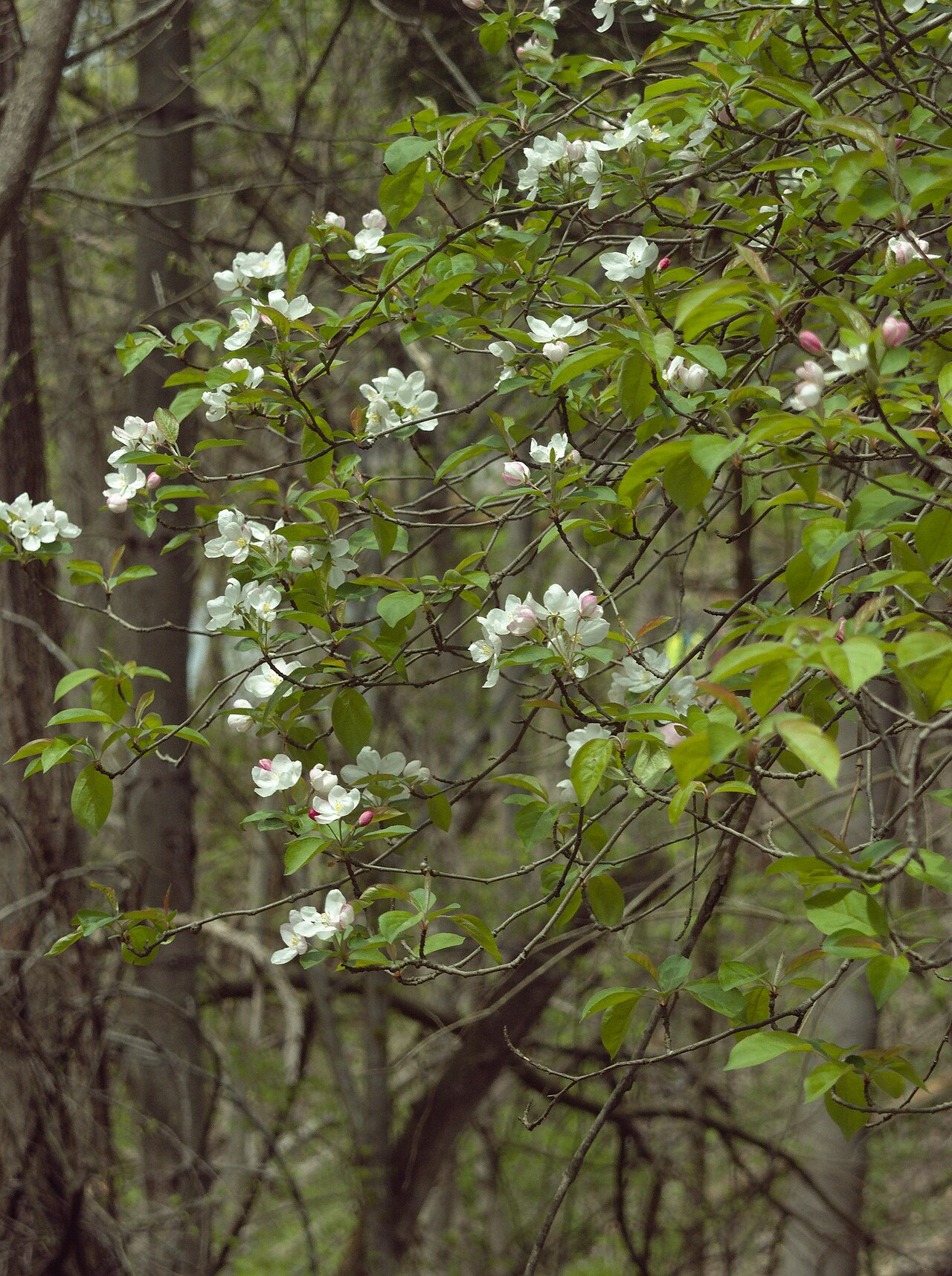 Malus coronaria, Sweet crabapple — spreading deciduous (Rosaceae) (image 6 of 10)