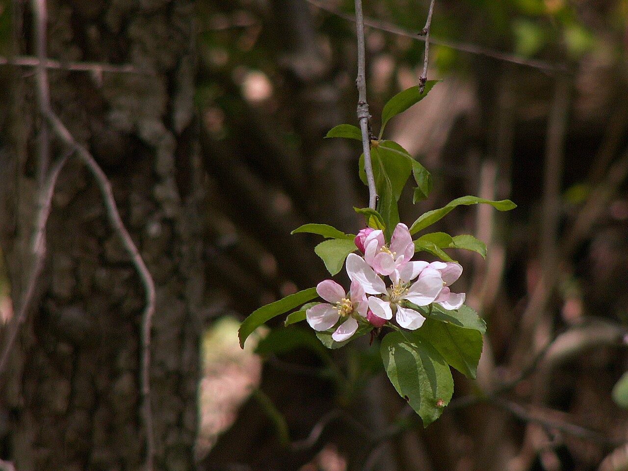 Malus coronaria, Sweet crabapple — spreading deciduous (Rosaceae) (image 7 of 10)