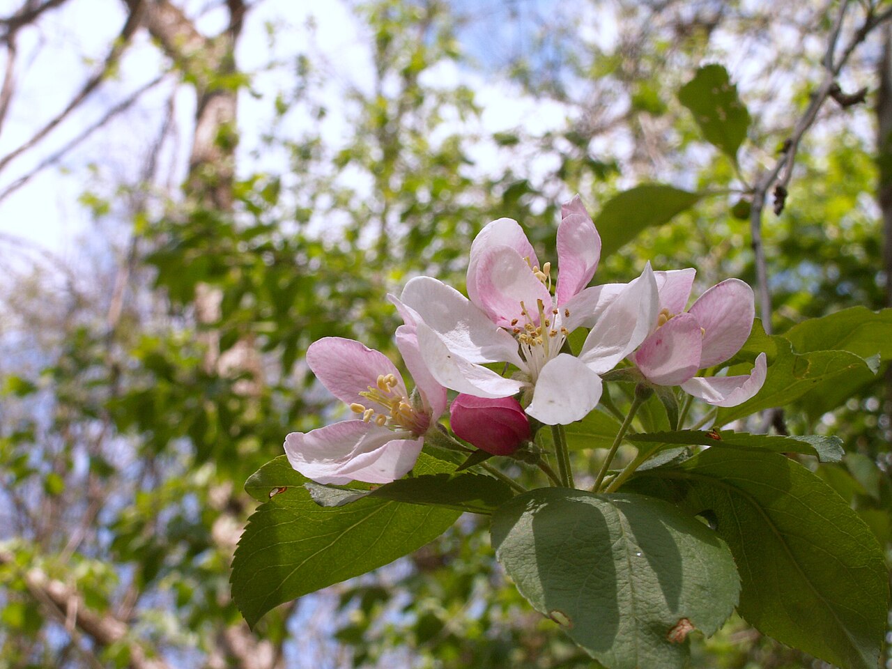 Malus coronaria, Sweet crabapple — spreading deciduous (Rosaceae) (image 8 of 10)