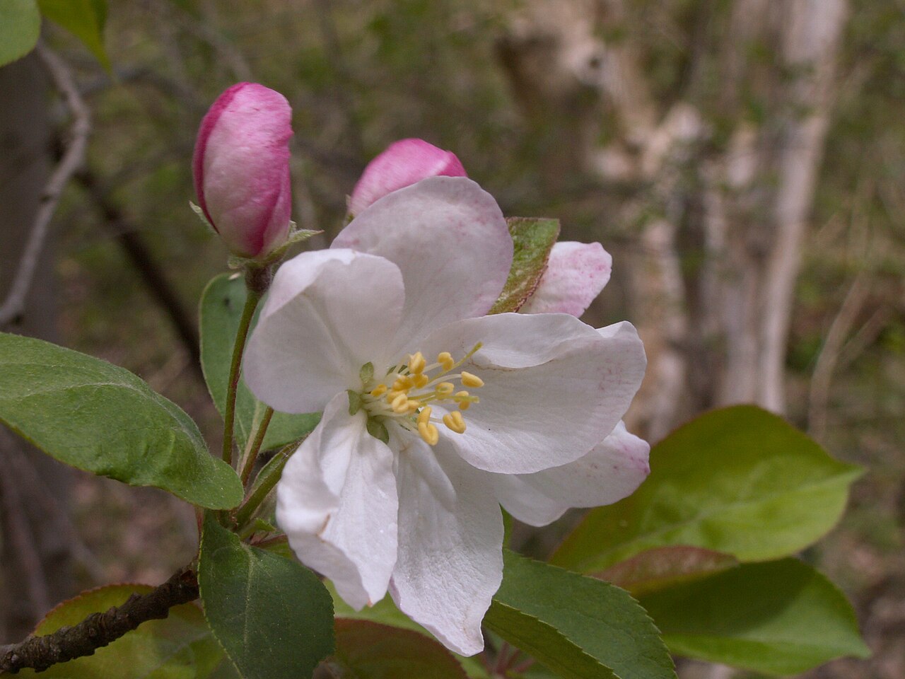 Malus coronaria, Sweet crabapple — spreading deciduous (Rosaceae) (image 9 of 10)