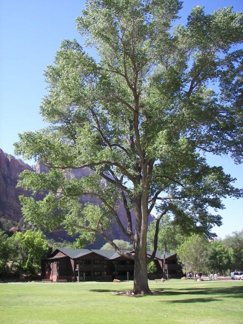 Populus fremontii (Frémont Cottonwood)