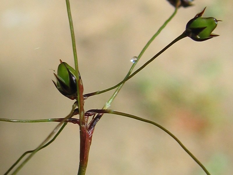 Luzula pilosa (Hairy Woodrush) (alternate view 5)