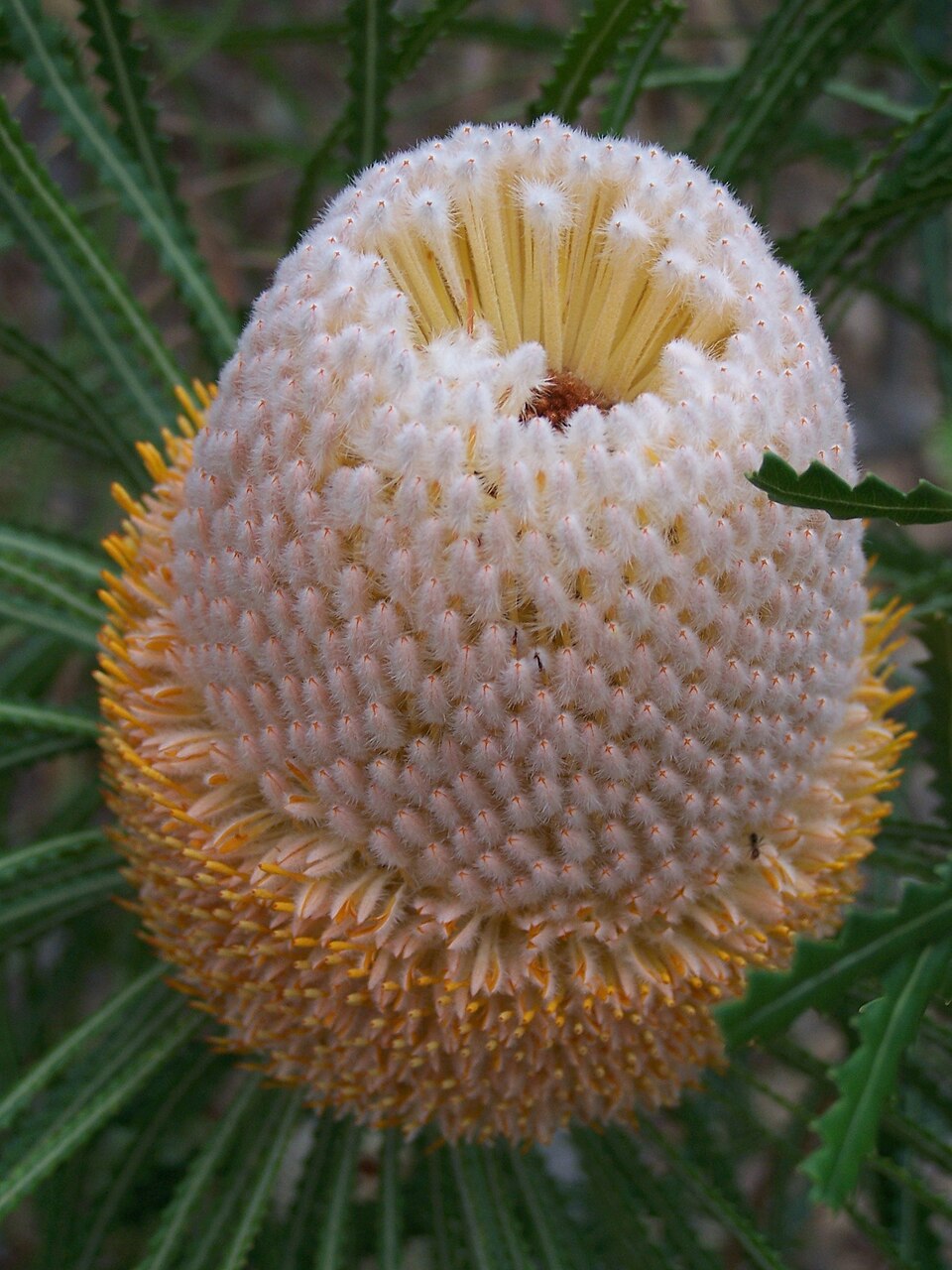 Banksia hookeriana (alternate view 3)