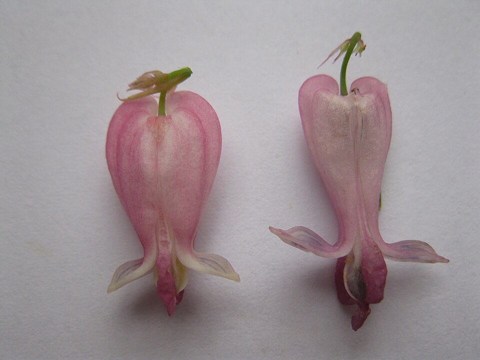 Dicentra 'Luxuriant' (Luxuriant Bleeding Heart)