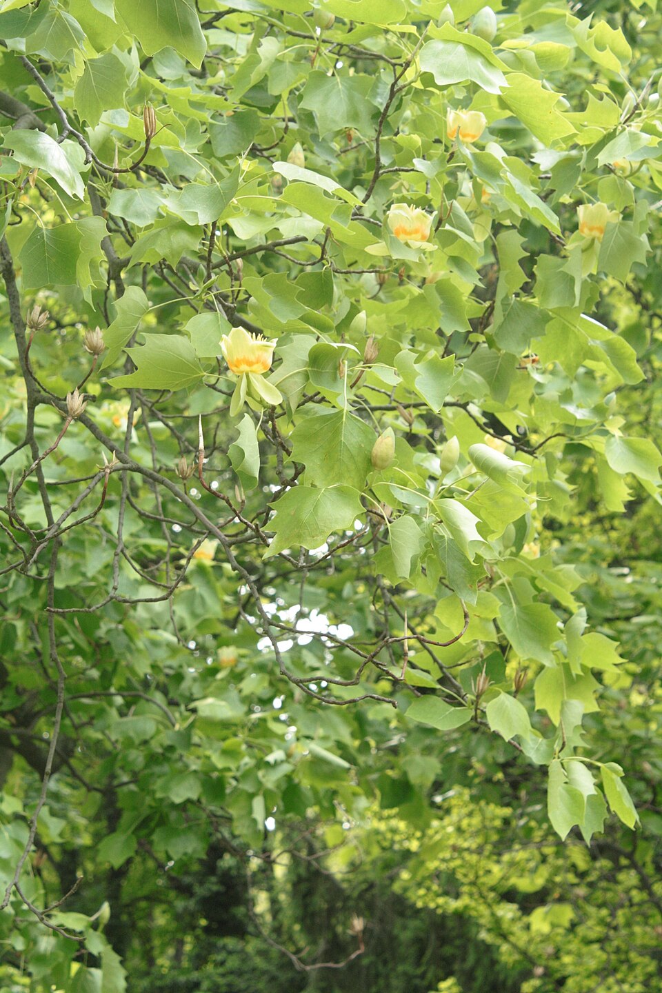 Liriodendron tulipifera (tulip tree)
