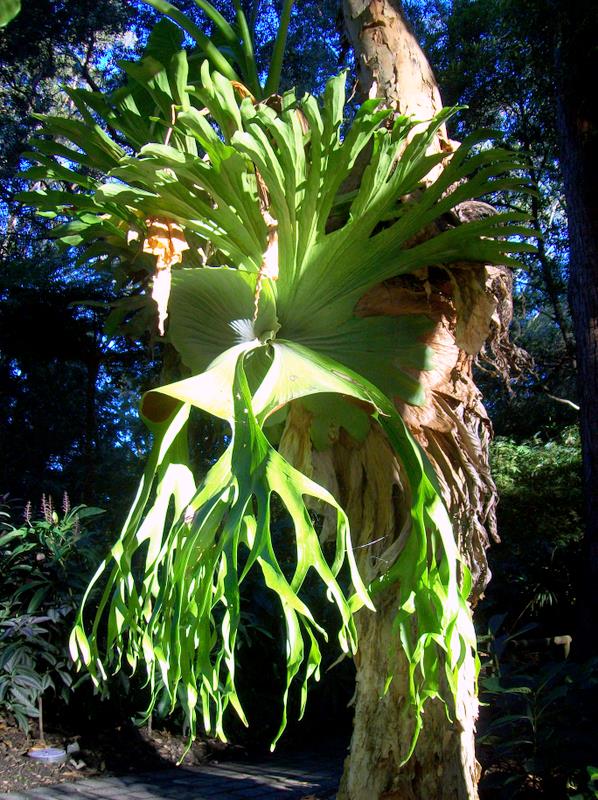 Platycerium superbum (Stag Horn Fern) (alternate view 8)