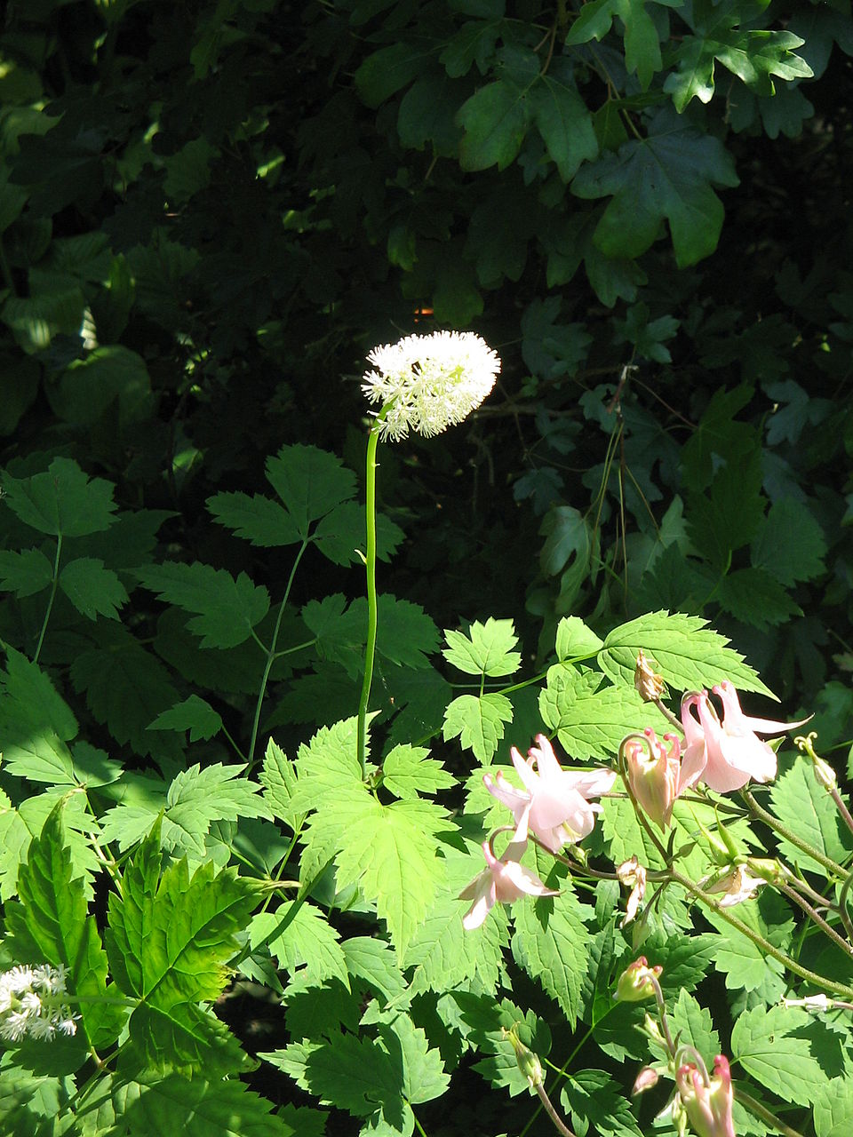 Actaea pachypoda (White Baneberry) (alternate view 8)