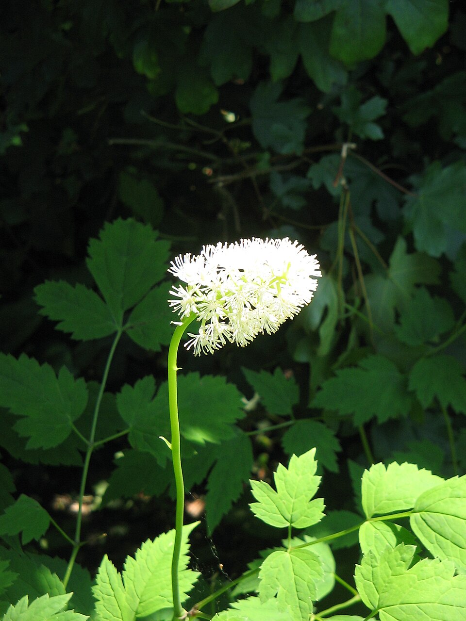 Actaea pachypoda (White Baneberry) (alternate view 9)