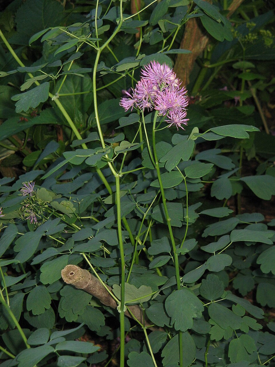 Thalictrum aquilegiifolium (Columbine Meadow Rue) (alternate view 8)
