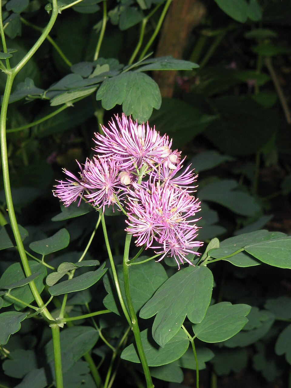 Thalictrum aquilegiifolium (Columbine Meadow Rue) (alternate view 9)