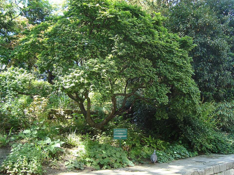 Ulmus × elegantissima 'Jacqueline Hillier' (Jacqueline Hillier Elm Tree)