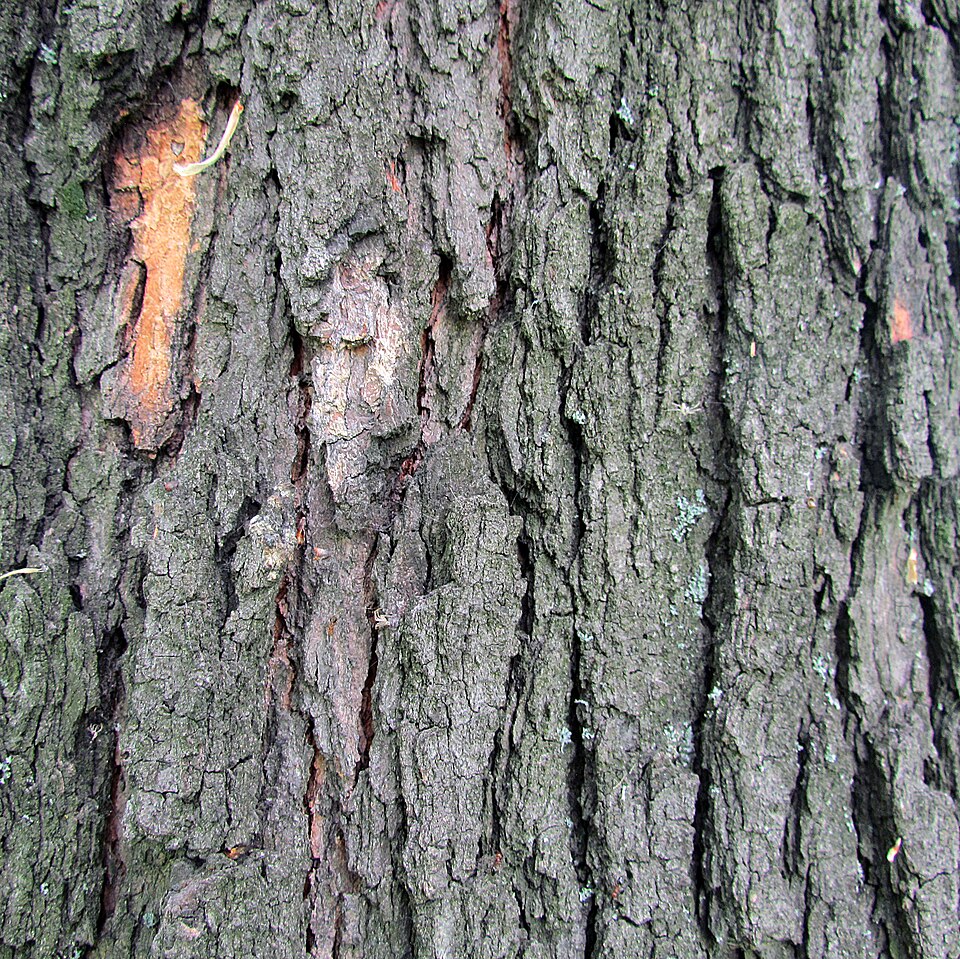 Acer monspessulanum (alternate view 9)
