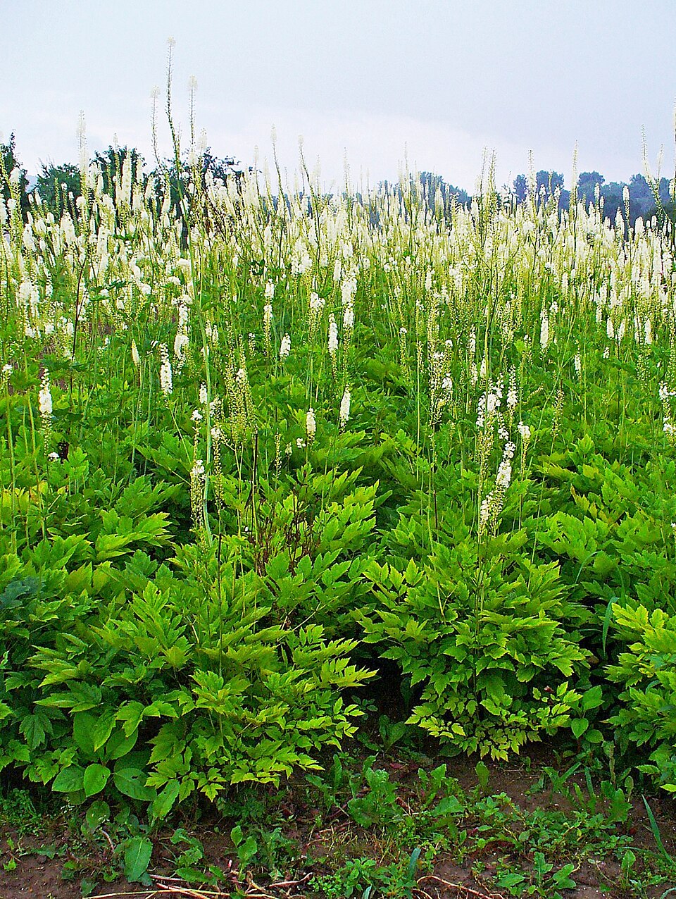 Actaea racemosa (Black Cohosh) (alternate view 10)