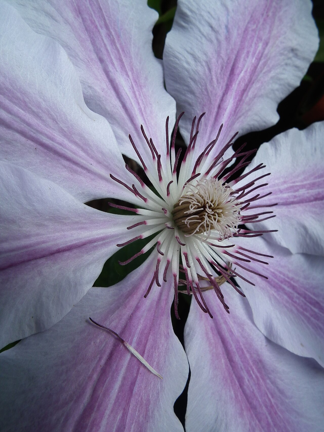 Clematis 'Nelly Moser', Clematis 'Nelly Moser' — climbing deciduous (Ranunculaceae) (image 3 of 10)