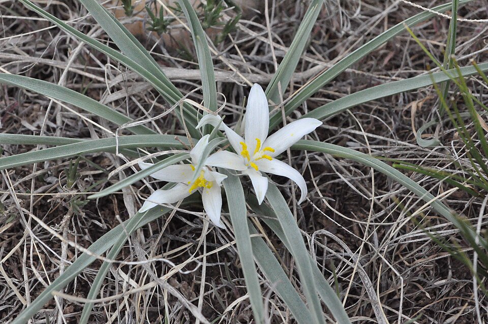 Leucocrinum montanum (common starlily) (alternate view 10)
