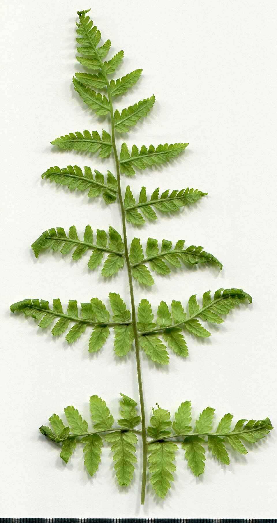 Dryopteris dilatata (broad buckler-fern)