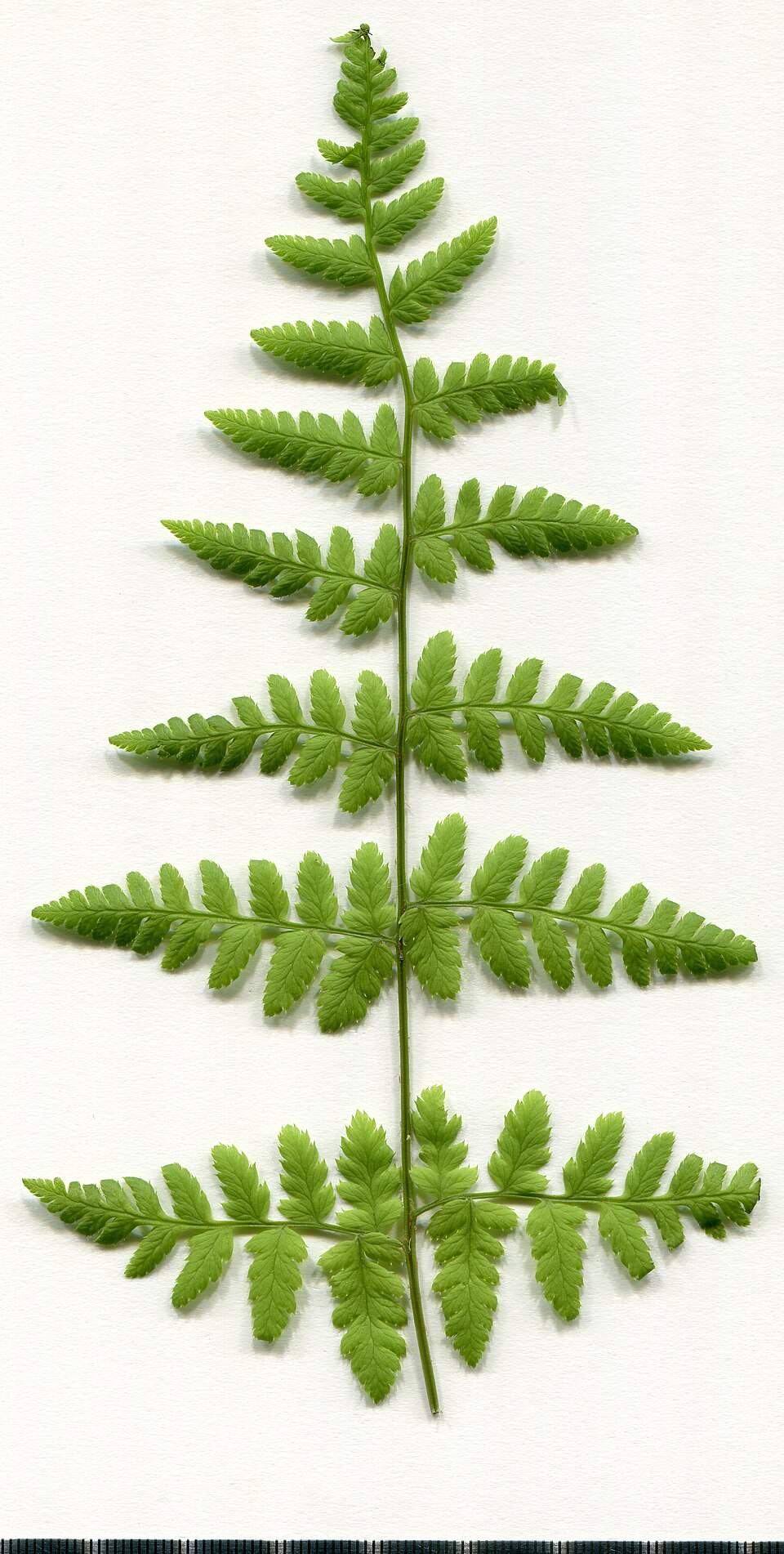Dryopteris dilatata (broad buckler-fern)