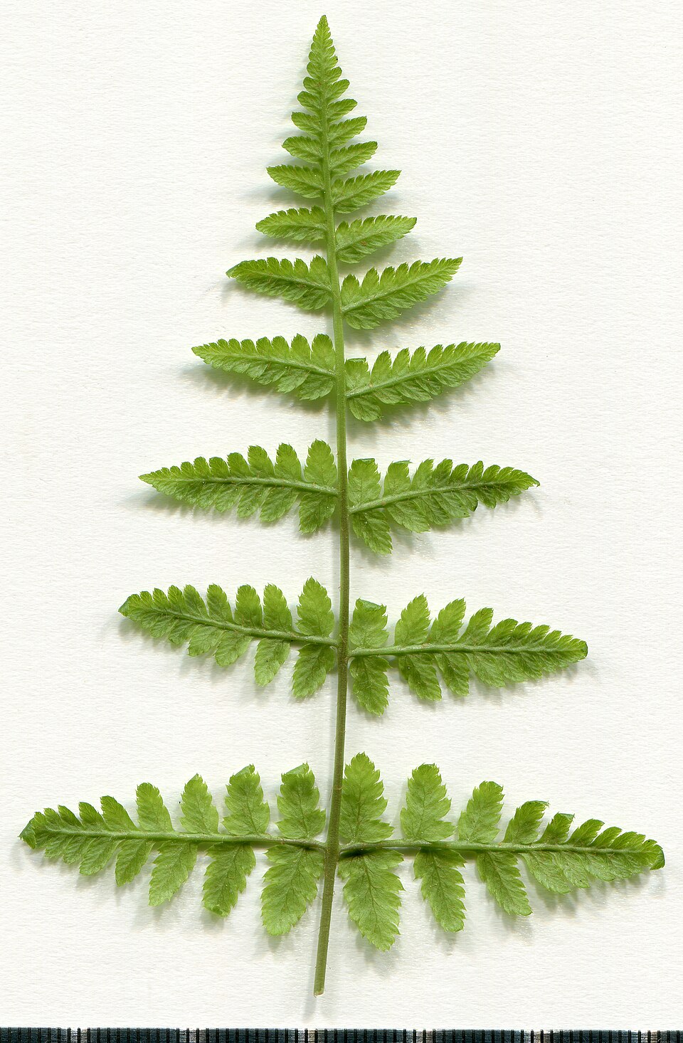 Dryopteris dilatata (broad buckler-fern)