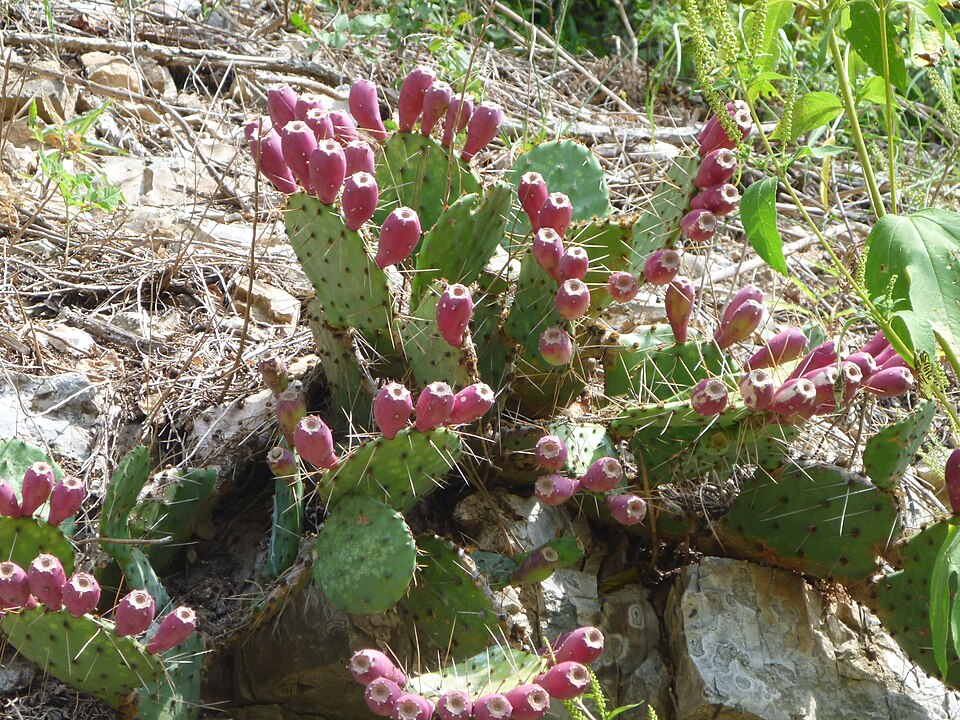 Opuntia (Prickly Pears) (alternate view 2)