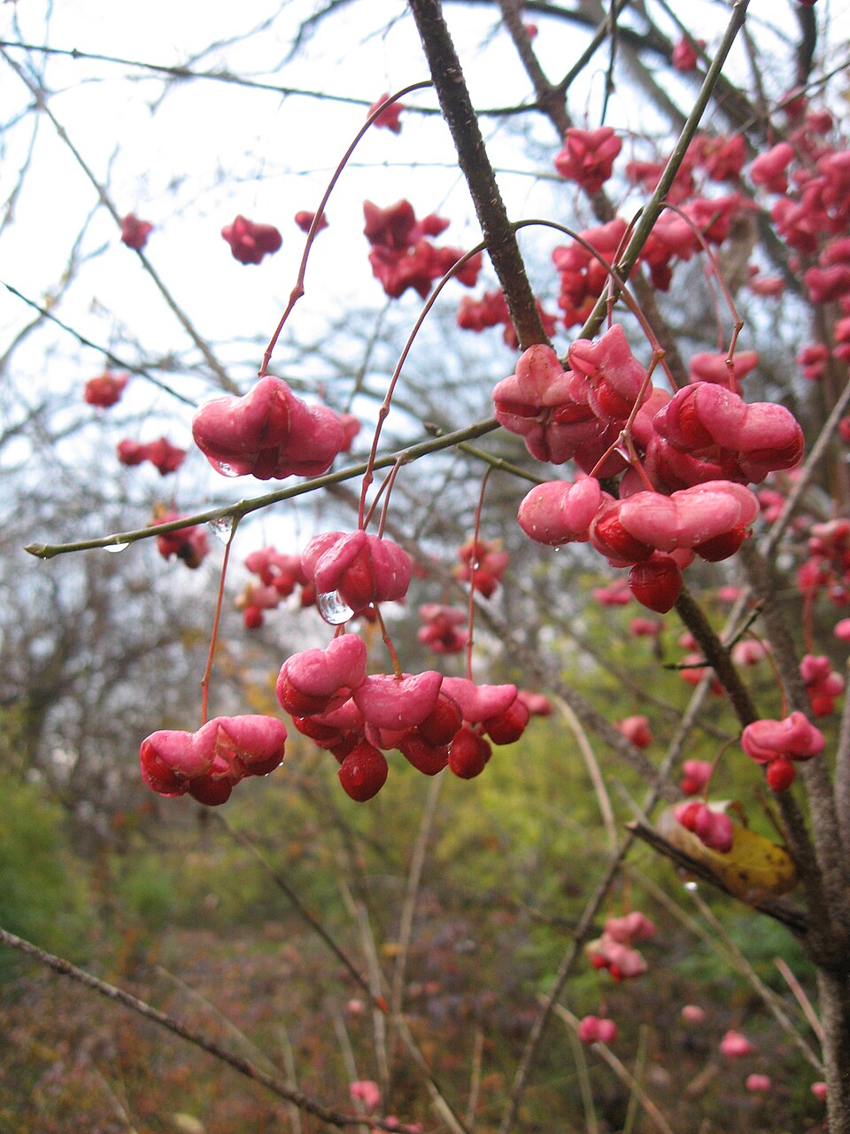 Euonymus atropurpureus (wahoo) (alternate view 6)