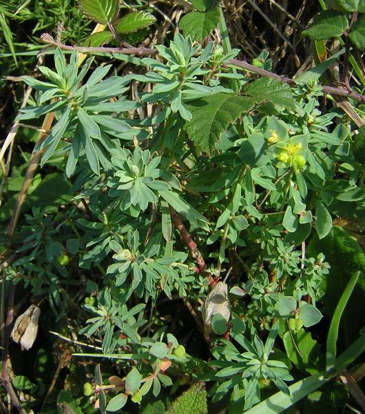 Euphorbia portlandica (Portland Spurge) (alternate view 5)