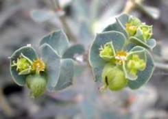 Euphorbia portlandica (Portland Spurge) (alternate view 6)