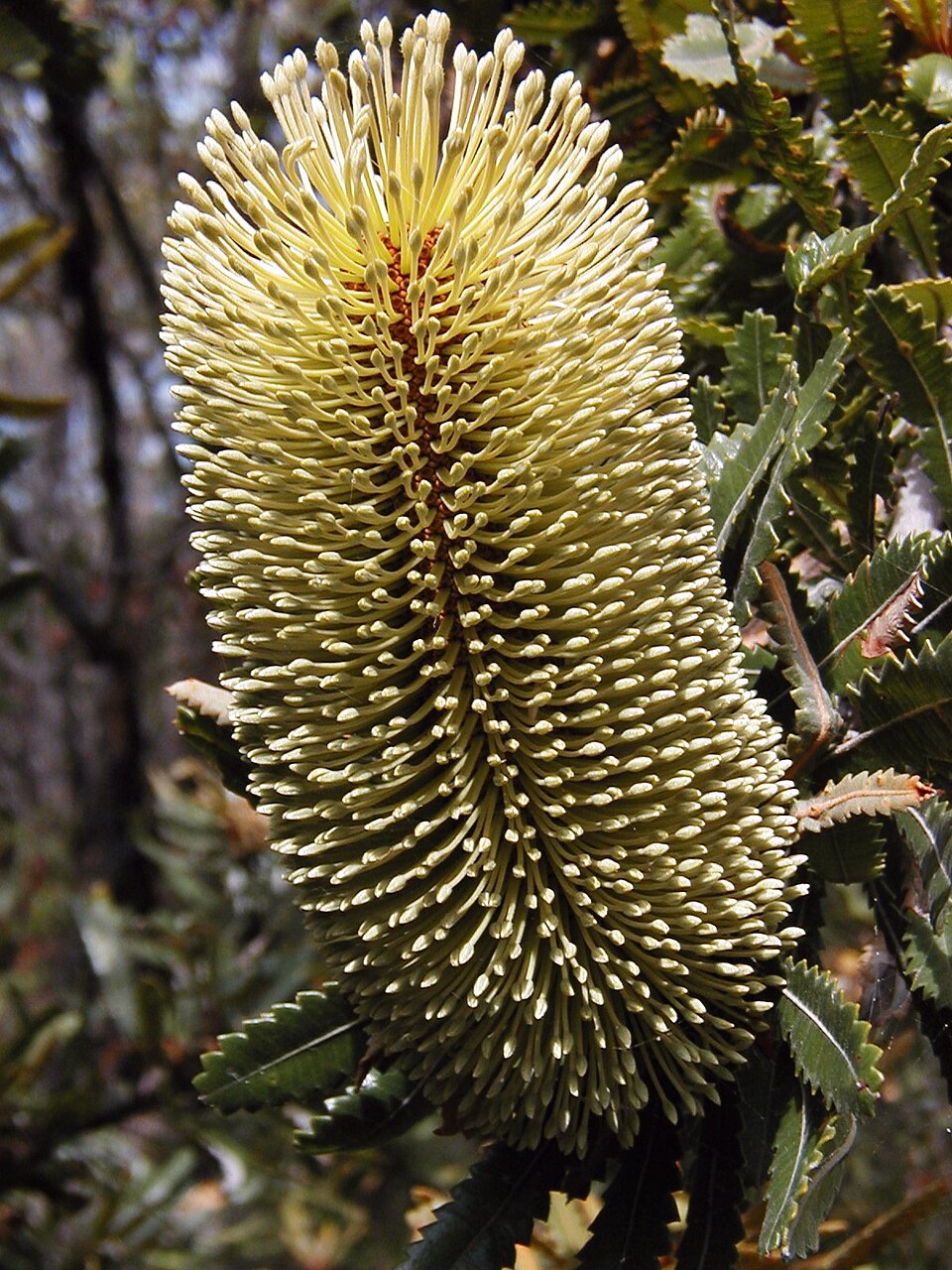 Banksia aemula (Wallum banksia) (alternate view 5)