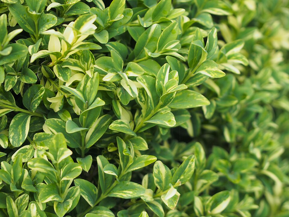 Buxus sempervirens 'Aureovariegata' (Golden Variegated Boxwood) (alternate view 4)