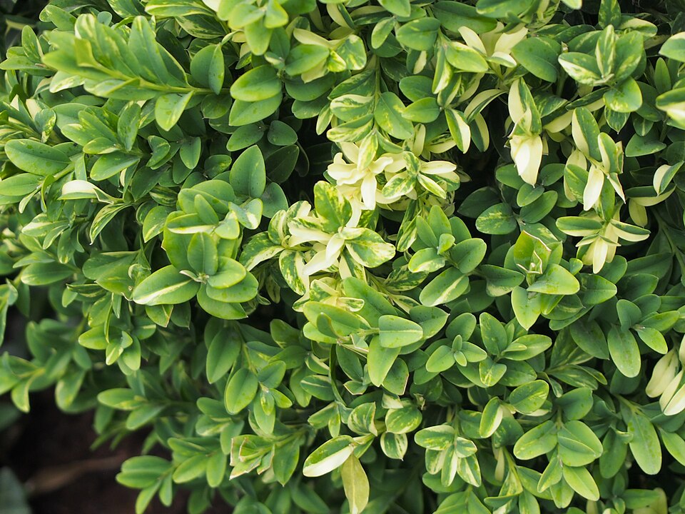 Buxus sempervirens 'Aureovariegata' (Golden Variegated Boxwood) (alternate view 5)