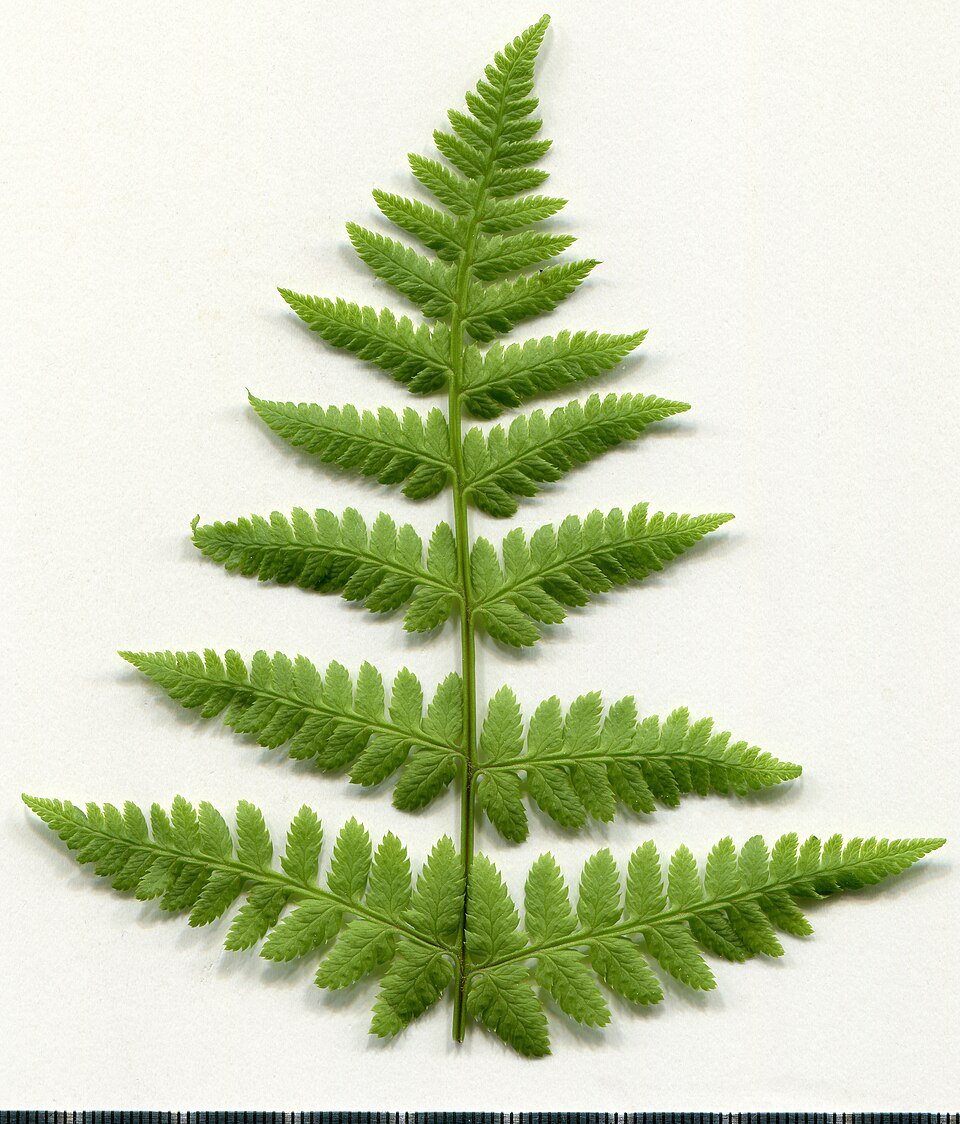Dryopteris dilatata (broad buckler-fern)