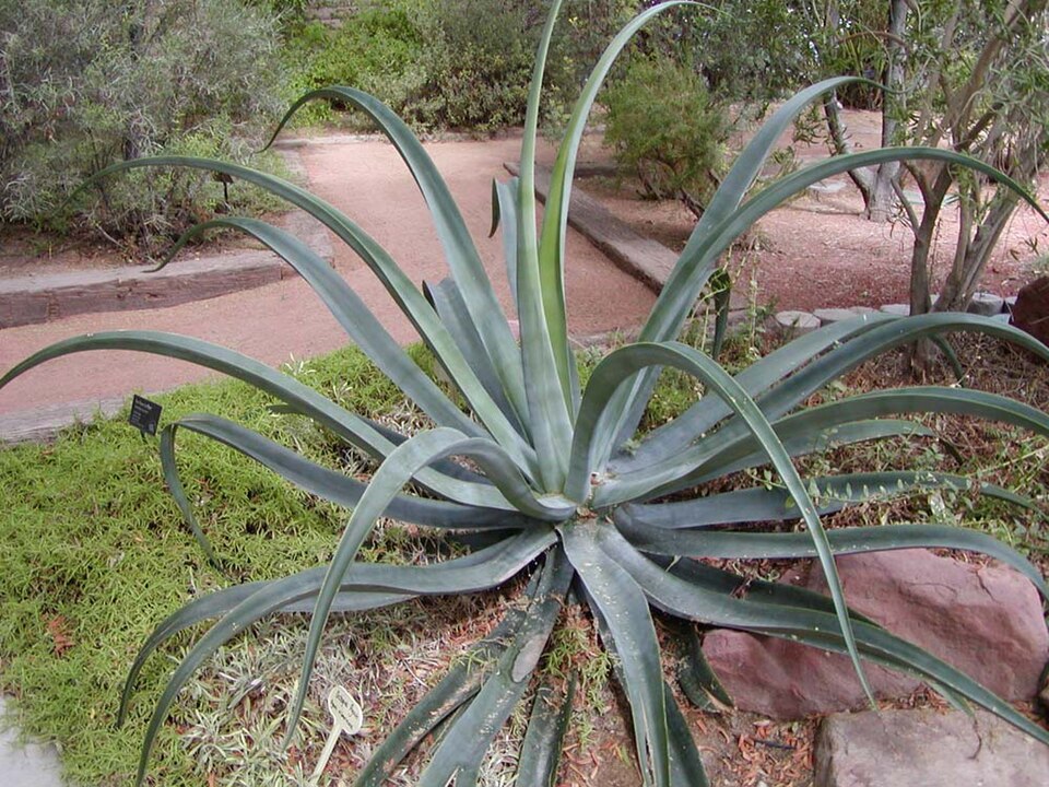 Agave vilmoriniana (Octopus Agave) (alternate view 6)