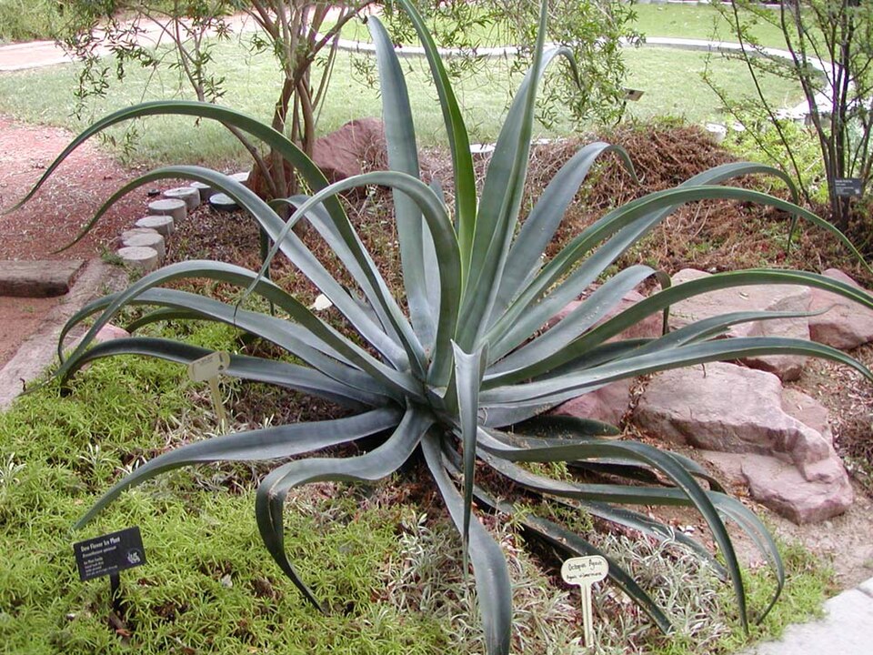 Agave vilmoriniana (Octopus Agave) (alternate view 7)