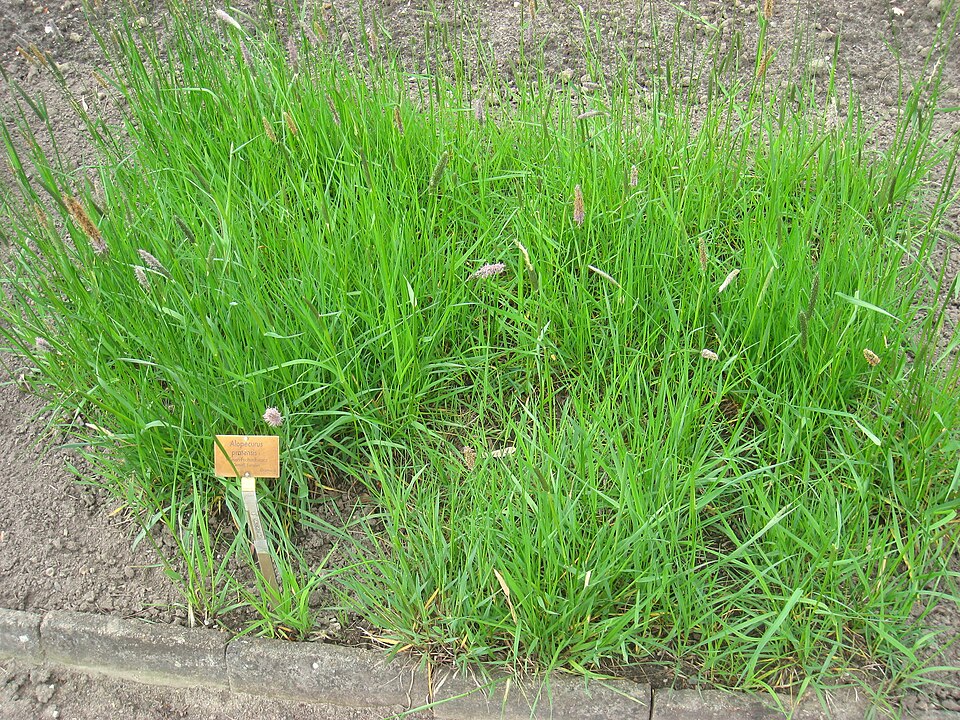 Alopecurus pratensis (Meadow Foxtail)