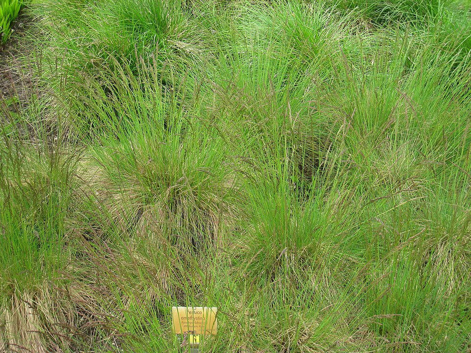 Festuca amethystina (alternate view 8)
