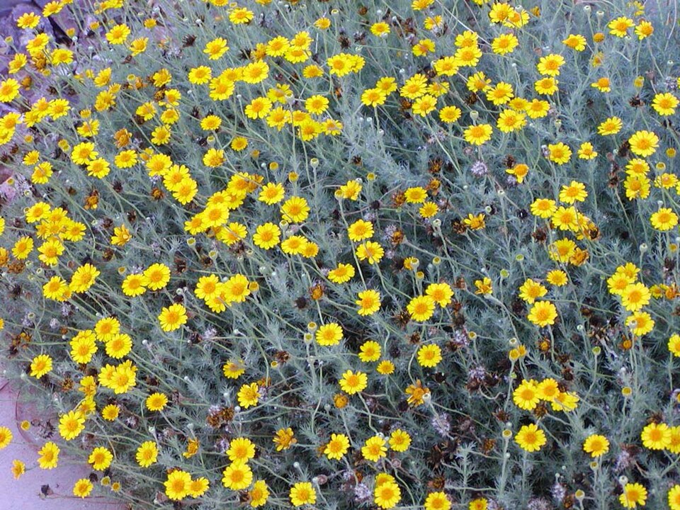 Thymophylla pentachaeta (Parralena) (alternate view 6)
