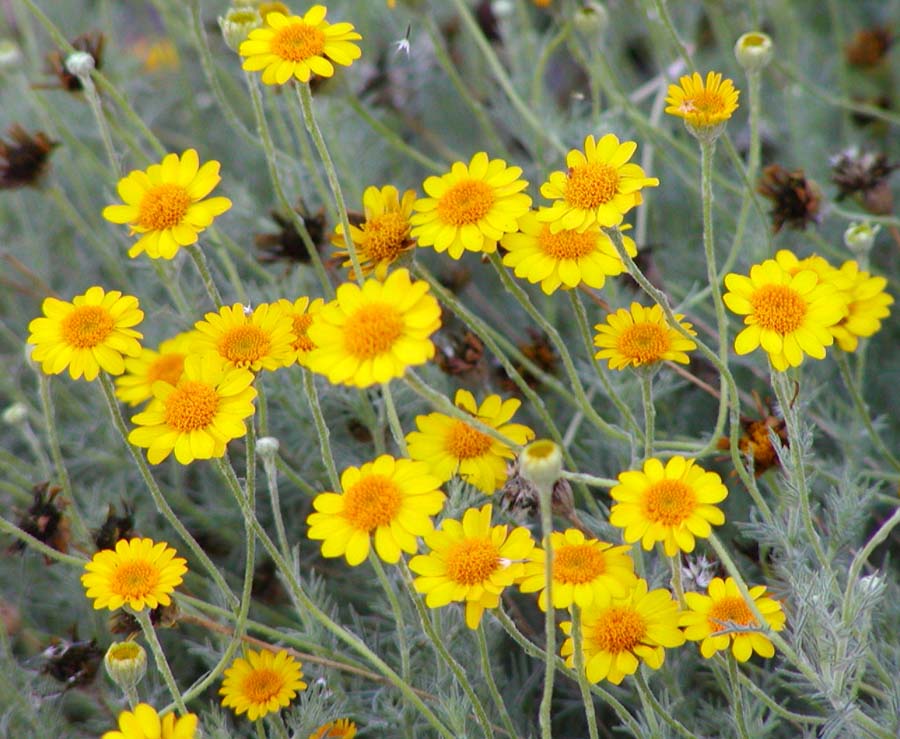 Thymophylla pentachaeta (Parralena) (alternate view 7)